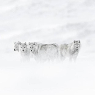 Vincent Munier