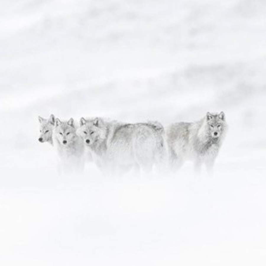 Vincent Munier